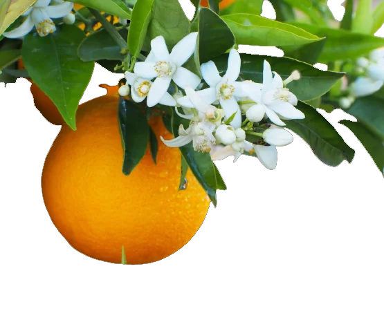 Fleur d'oranger