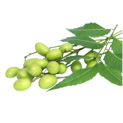 Fruits de neem