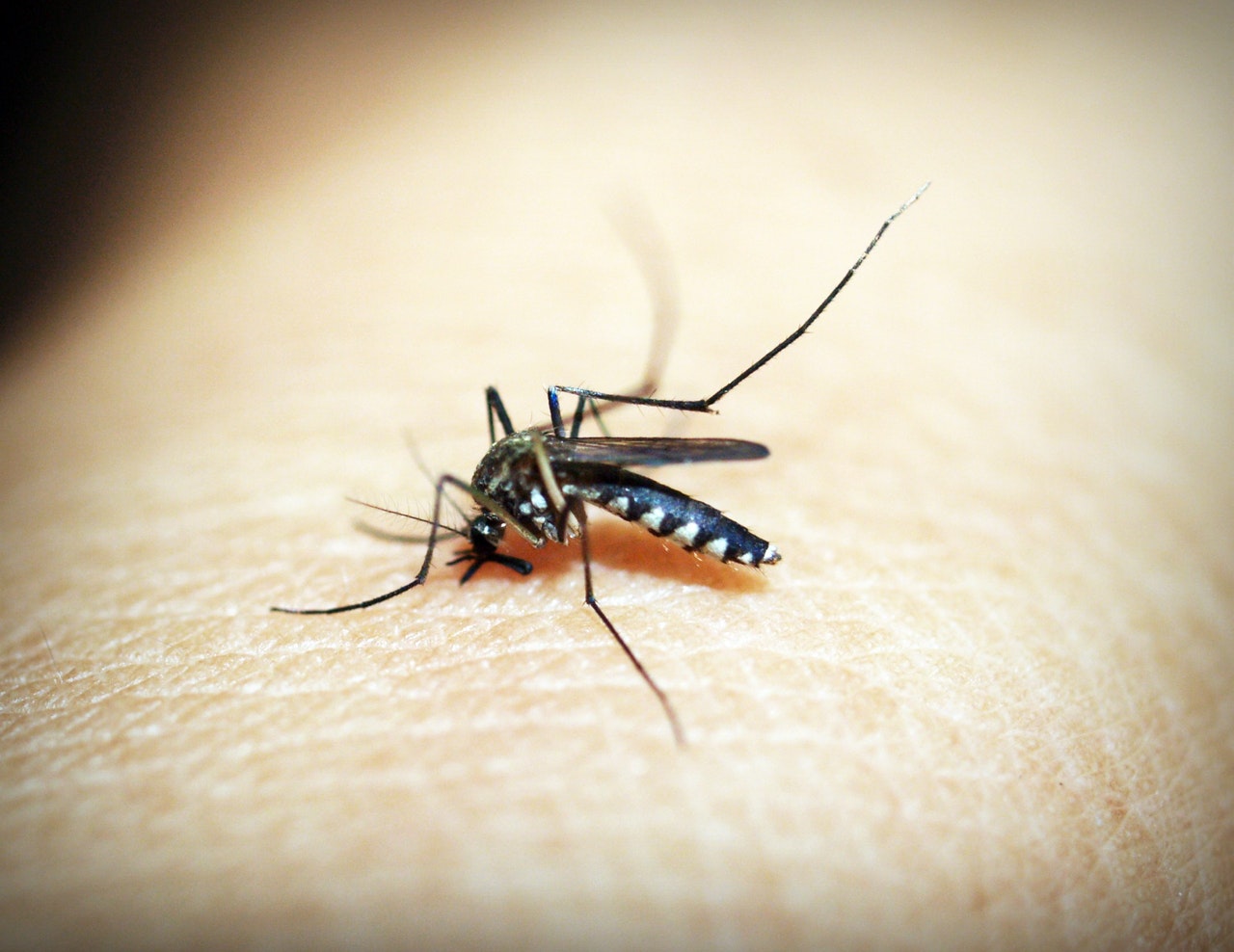 Comment lutter contre les moustiques au naturel ?